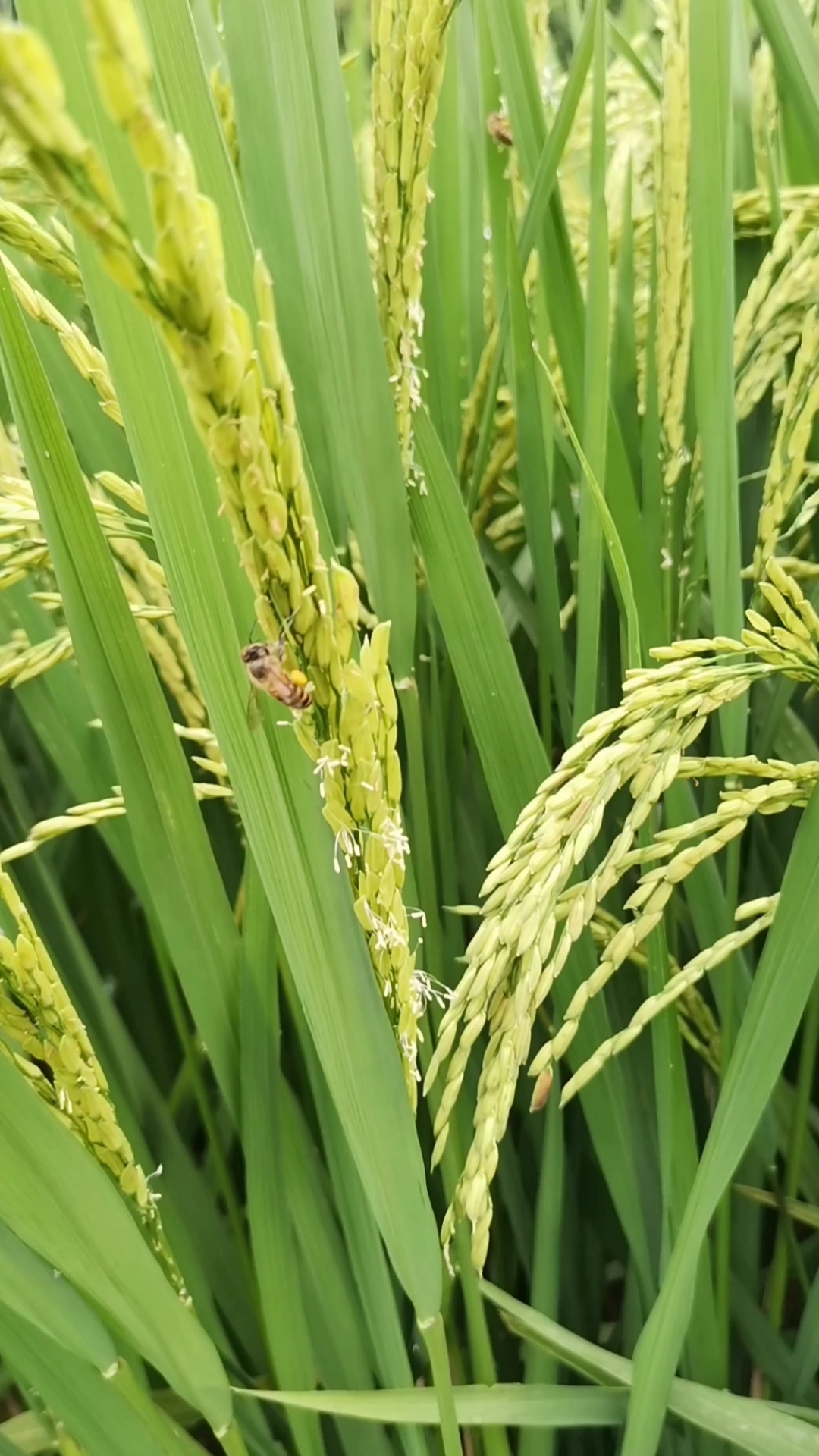 水稻开花了,空气中到处都是稻花香的味道,你好久没闻到了吧,是否还