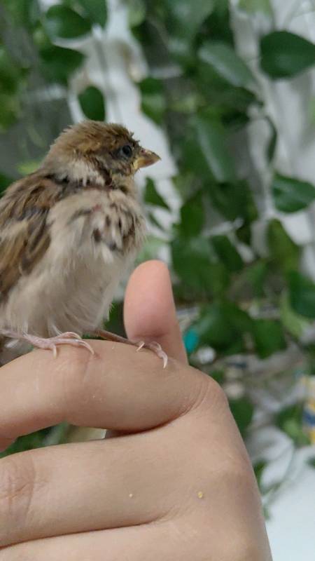 吃到嗉囊变形了,还张嘴要吃的-度小视
