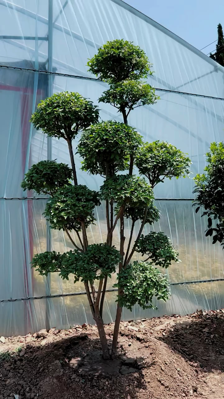 小叶女贞造型树四季常青不落叶适合庭院别墅农家小院栽植-度小视