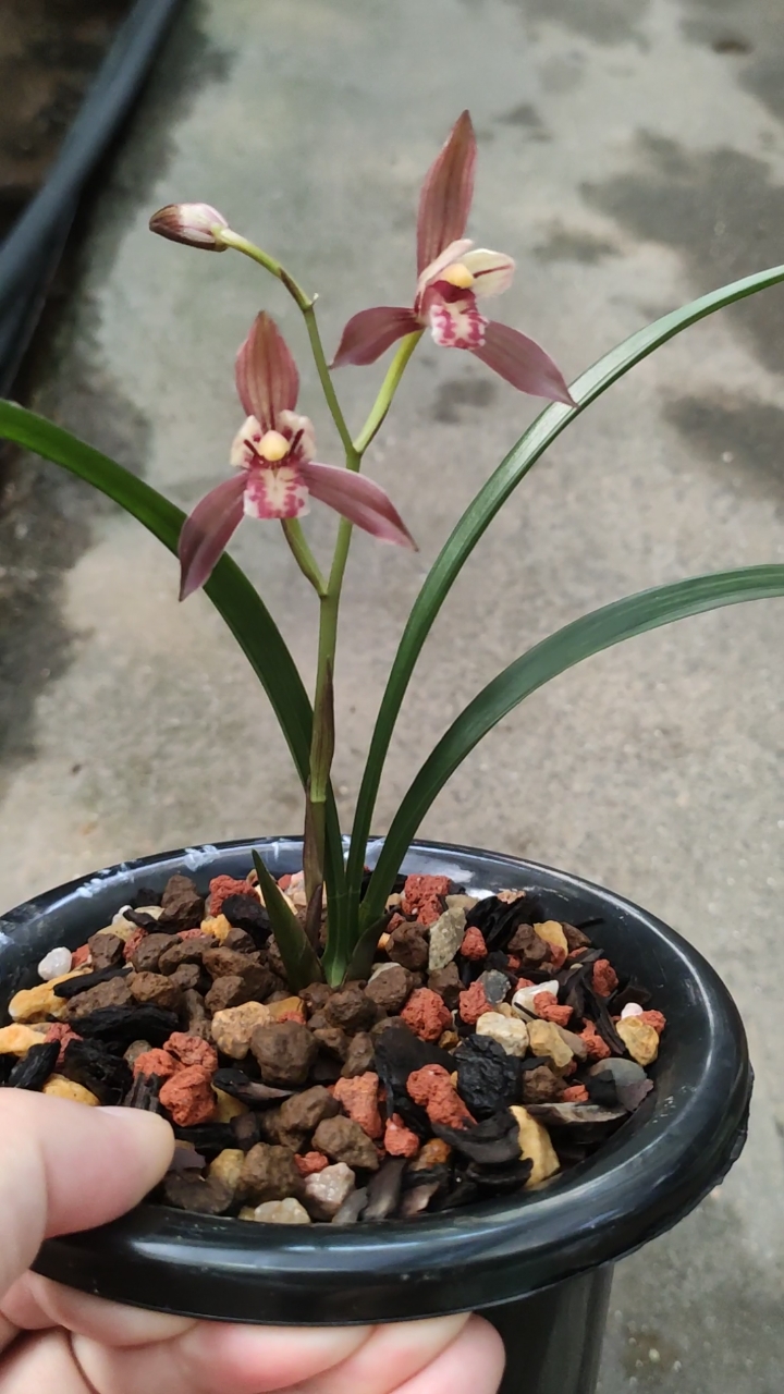 兰花小站#建兰峨山大红