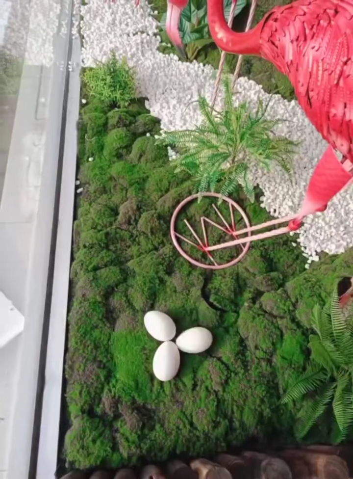 音为有你#火烈鸟下蛋了