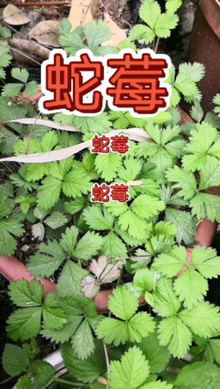 乡村生活#寻百草,识百草,蛇莓.