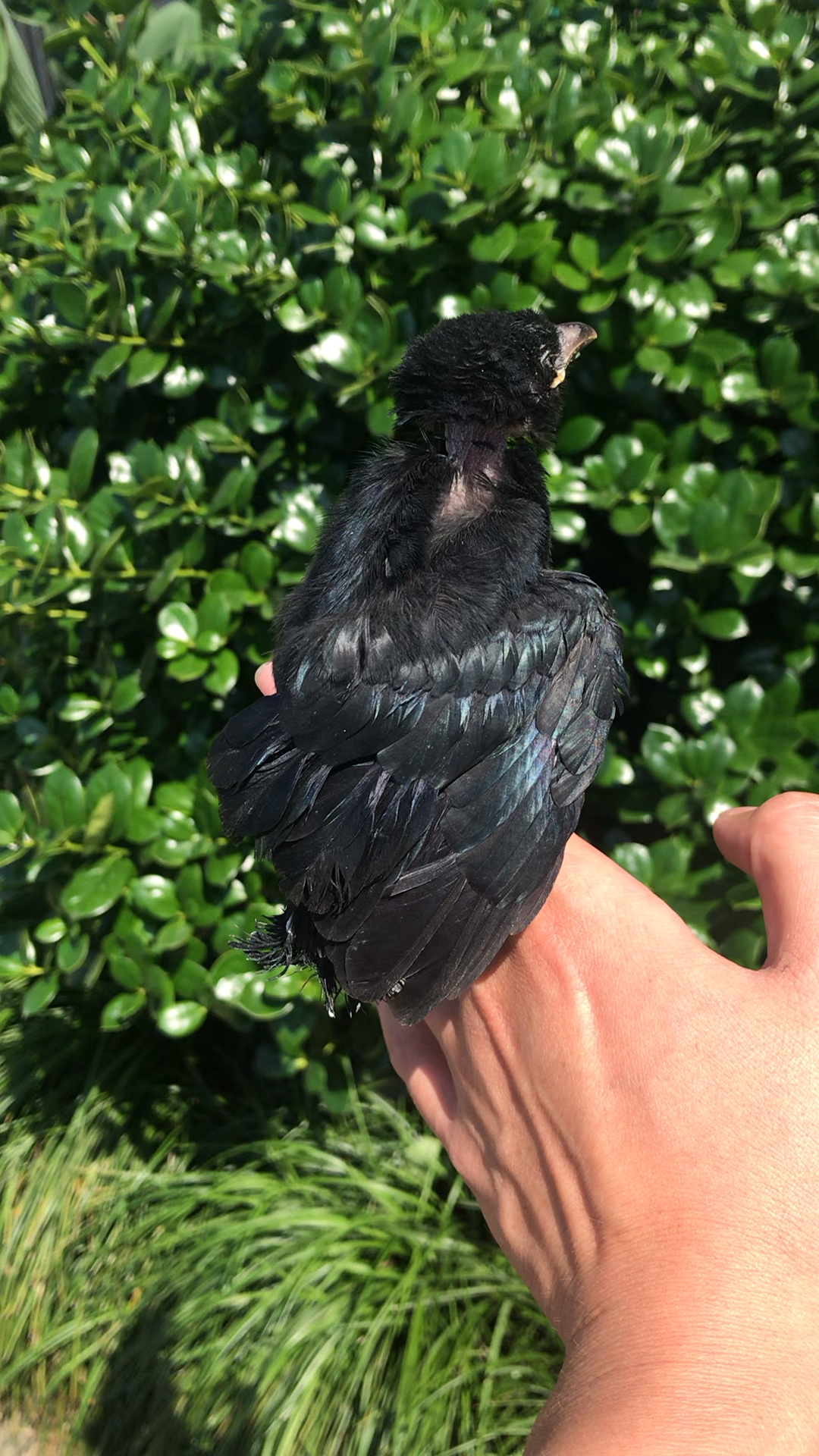 捡到的不知名小黑鸟已经恢复原状了但吃东西还是少!基本就一口!