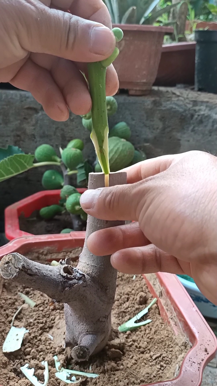 嫁接技术#这是无花果嫁接高手,四季结果难得一见
