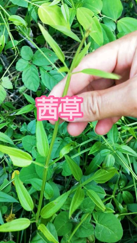 植物科普#茜草别称四轮草,过山藤等,有的地方称它为"鸿茅,根淡红