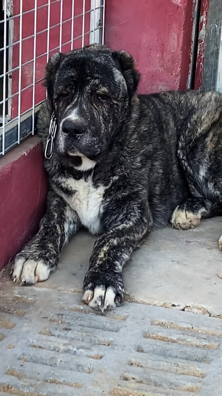 中亚牧羊犬#虎皮中亚哦牧羊犬