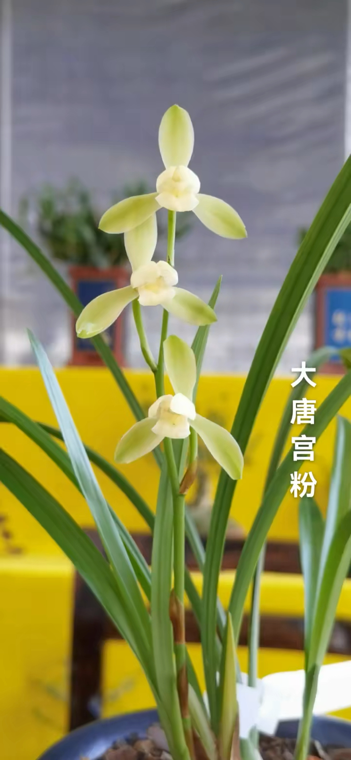 兰花种植#大唐宫粉素花经典