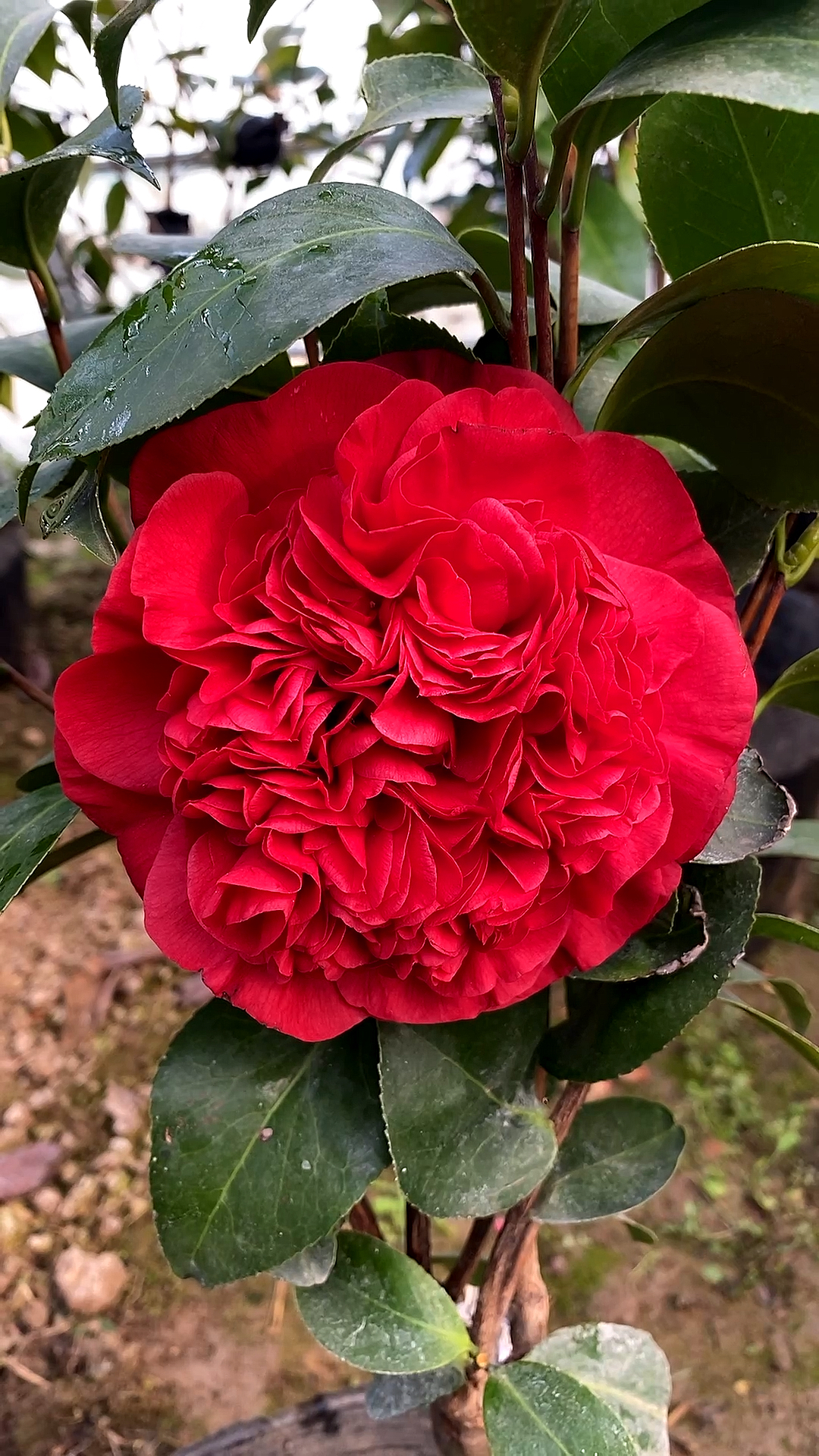 大元帅的魅力,一般茶花无法超越!又大又艳!-度小视