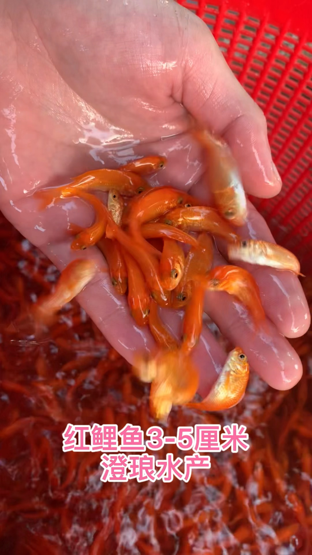 紅鯉魚苗魚塘養殖食用活體興國紅鯉魚苗包活免郵生長速度超快