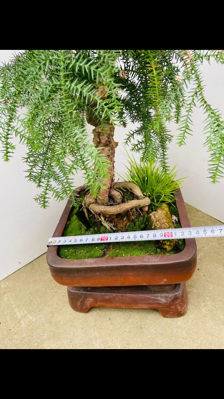 一颗精品的澳洲杉盆景可常年放在室内养护