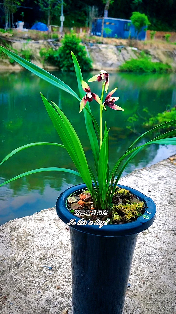 兰花赤诚又名为峨眉晨光