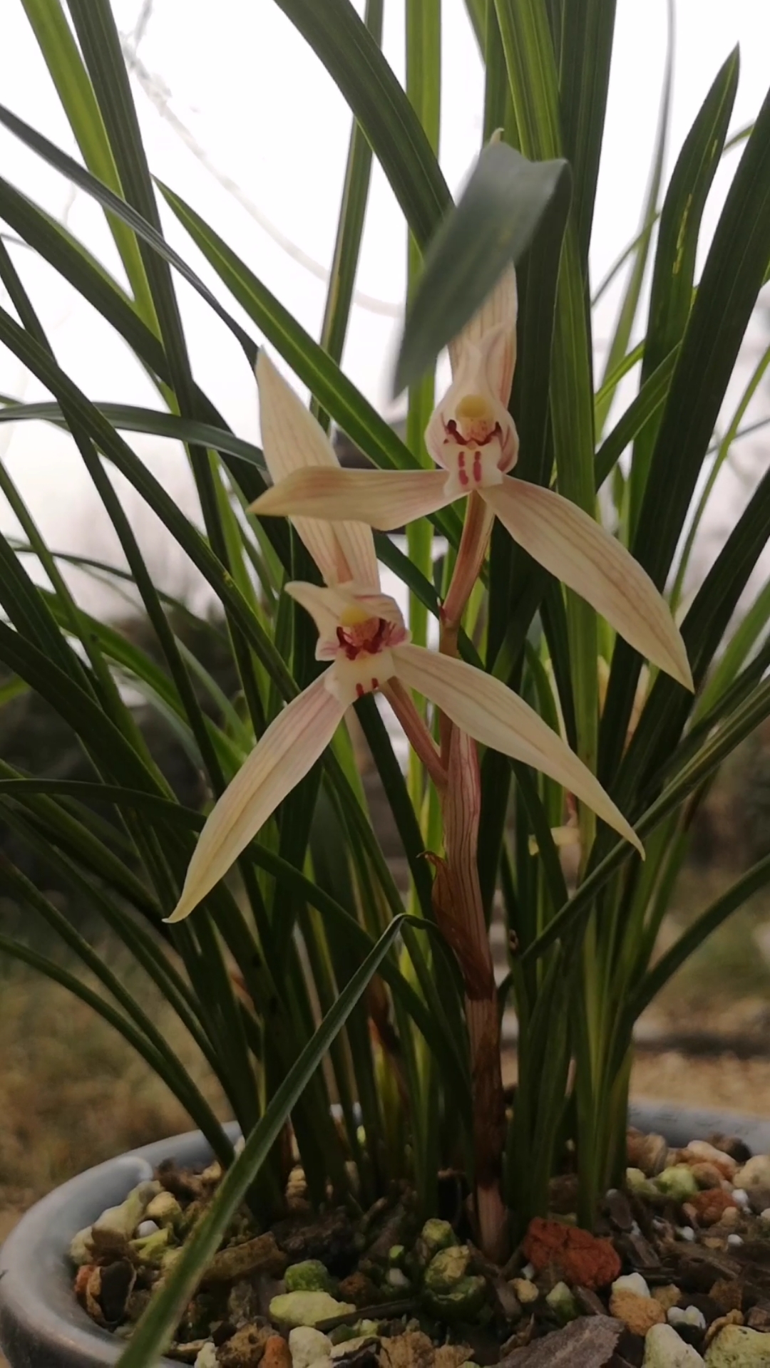 春剑雪兰一杆双花