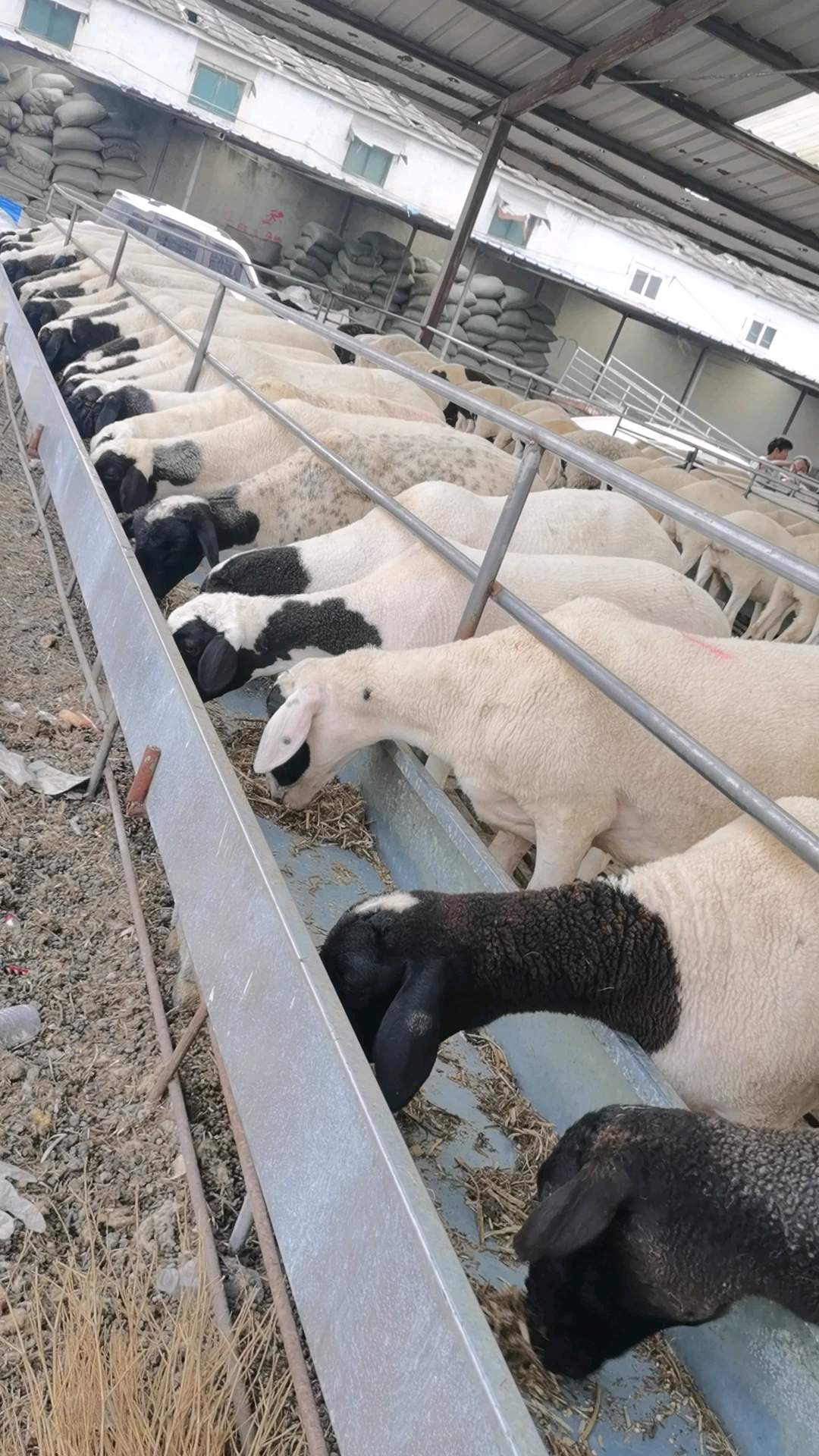 杜寒绵羊,多胎多羔好饲养.