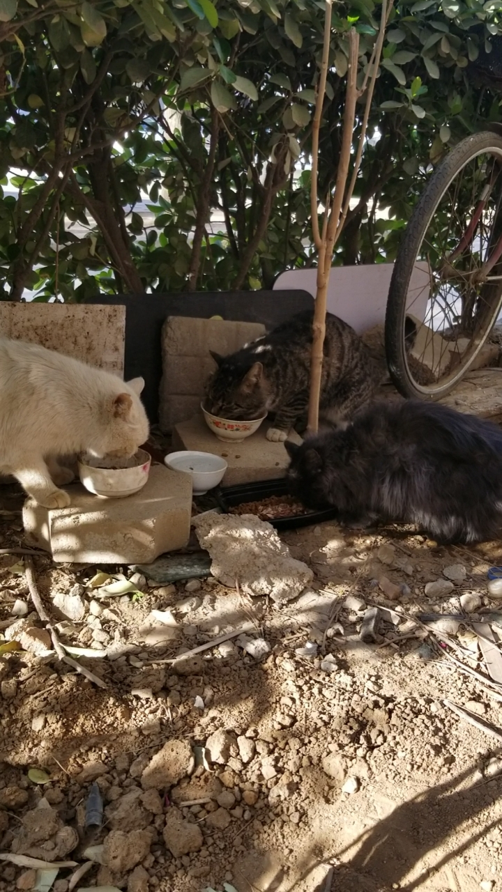 关爱流浪猫#温馨的大白一家