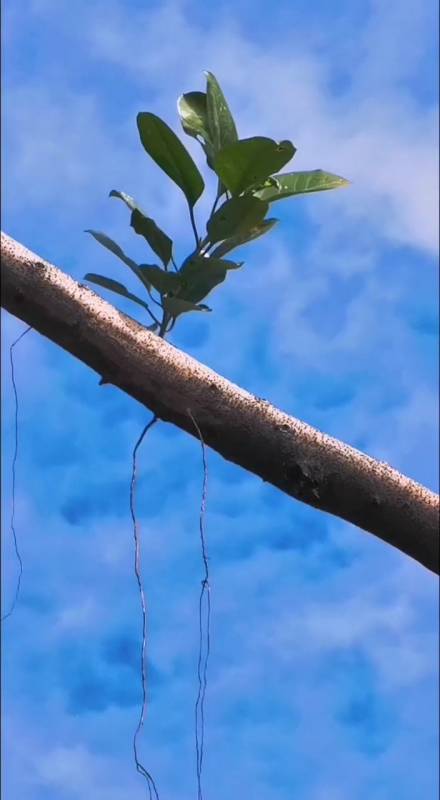 85可怜兮兮的花脸猴3940#每日萌宠#遛狗时间4582就想躺着长肉260984干