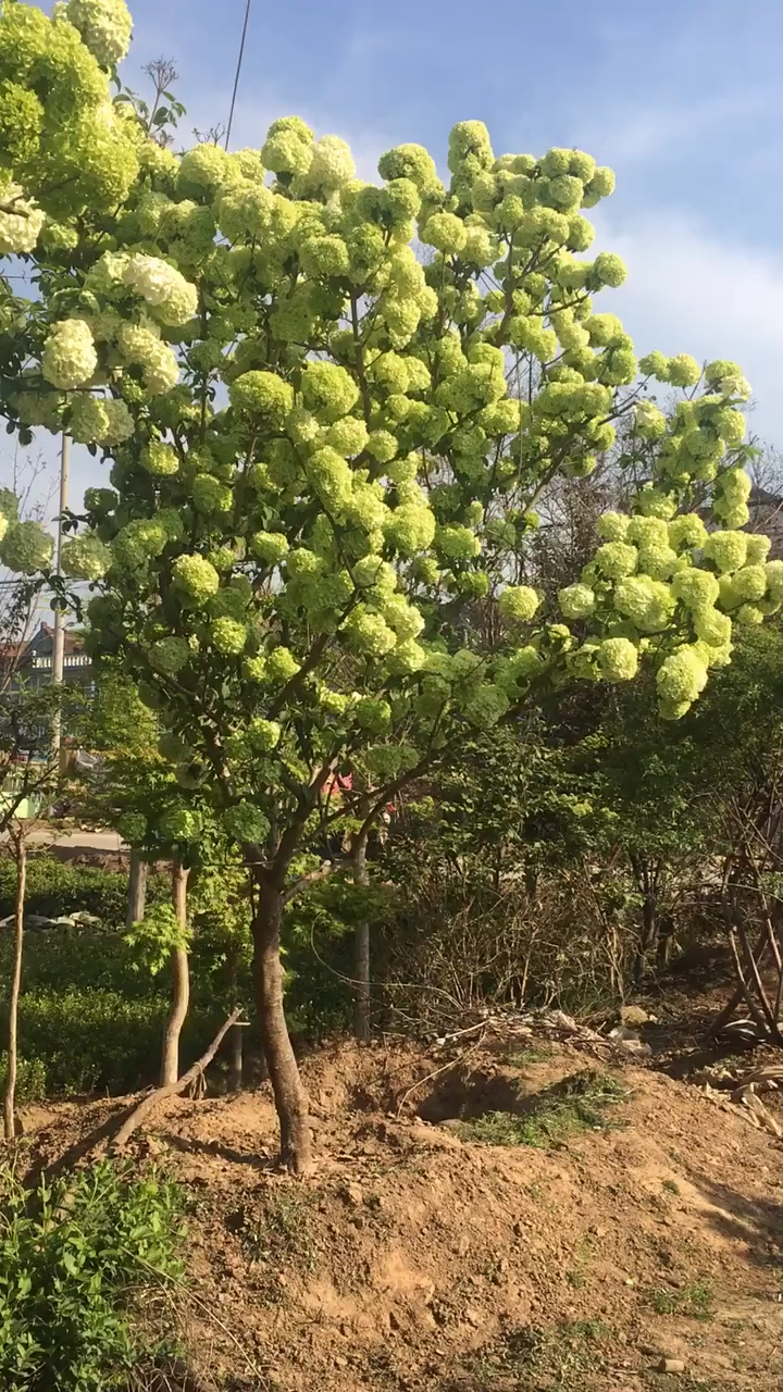 名贵花树中华木绣球又名抖球初开时为绿色全部开放为白色耐寒耐旱