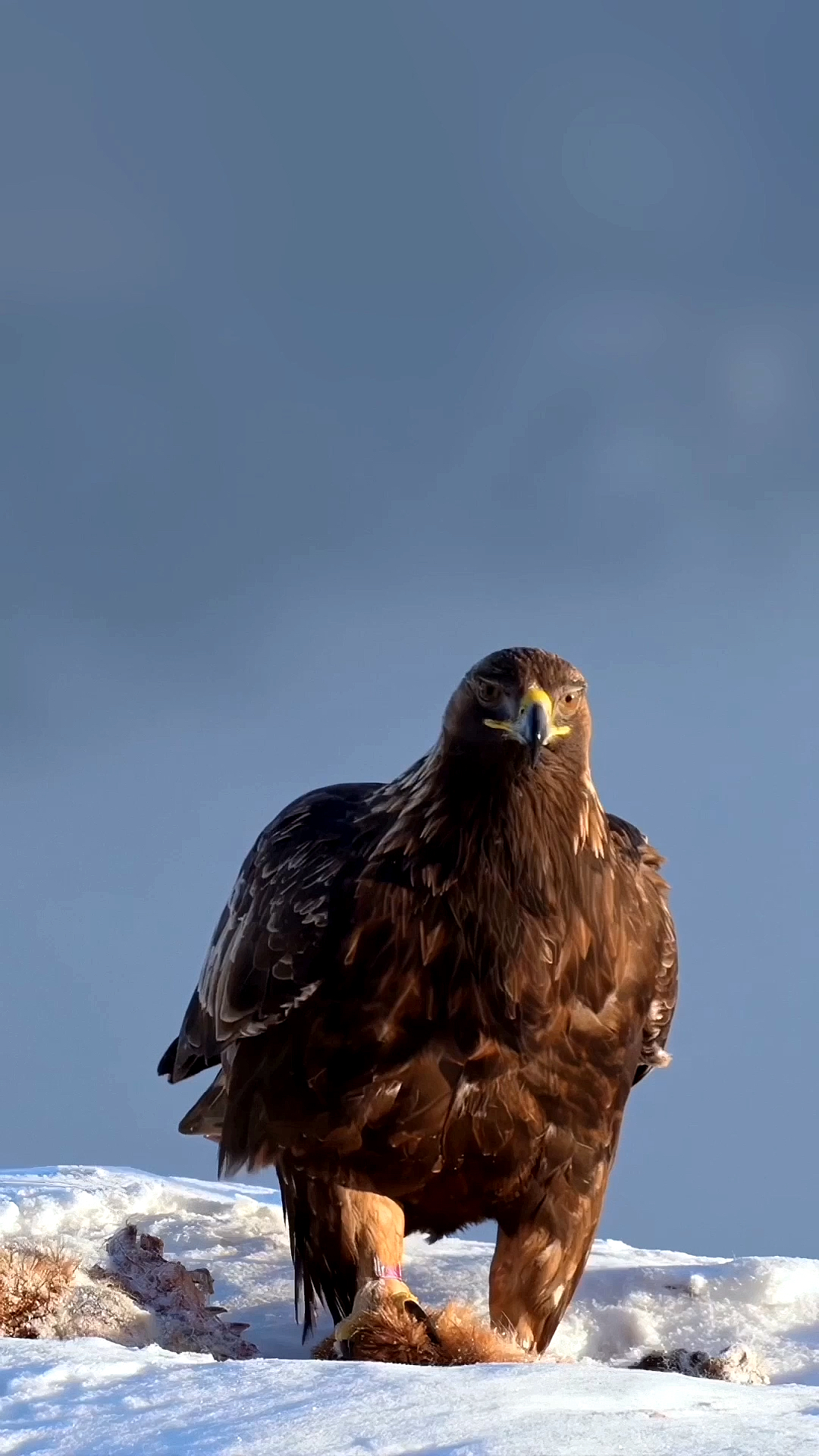 探纪自然猛禽之王金雕正在进食狐狸