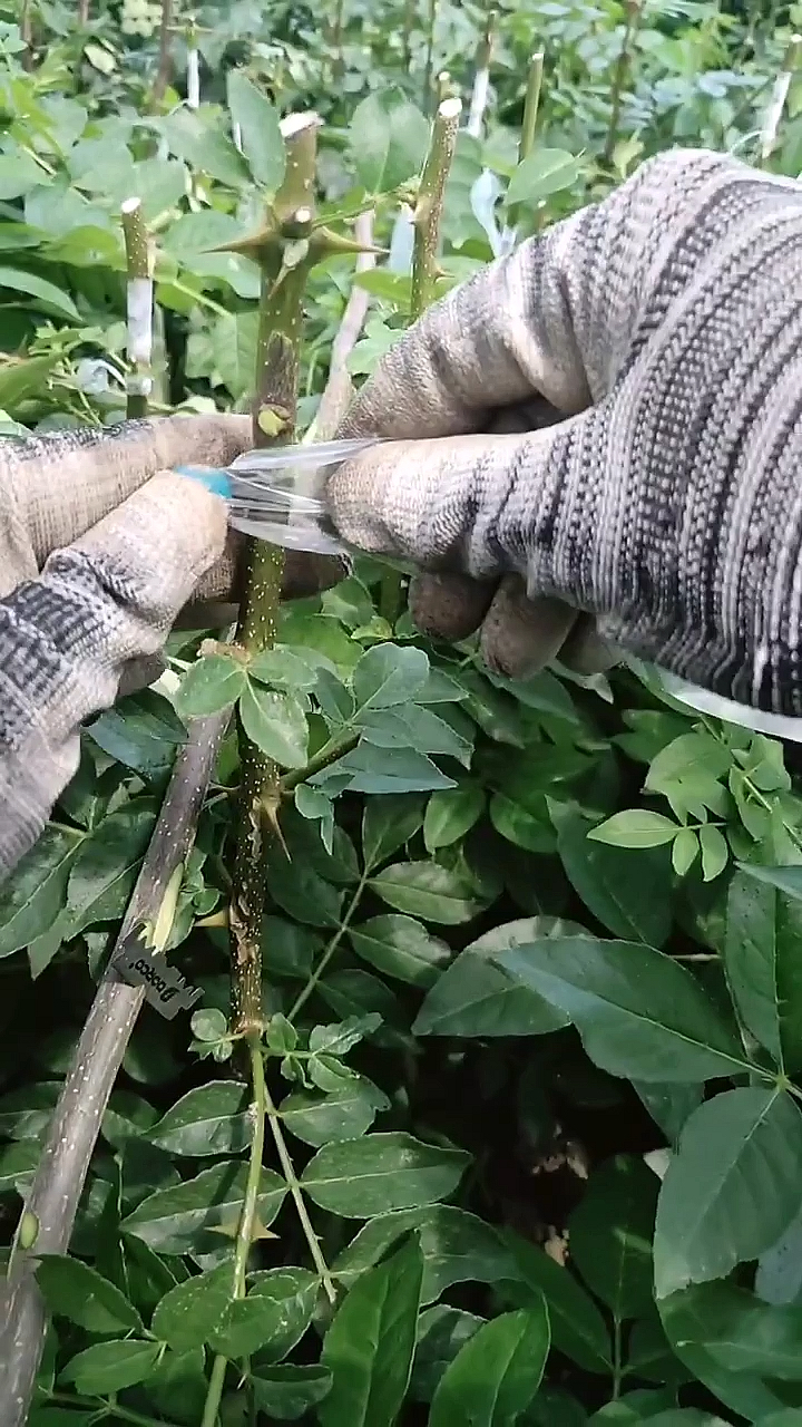 芽接,是从枝上削取一芽,略带或不带木质部,插入砧木上的切口中,并予