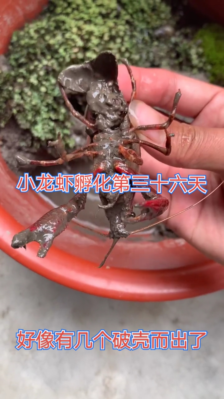 小龙虾孵化#家人们龙虾宝宝已经有破壳的了