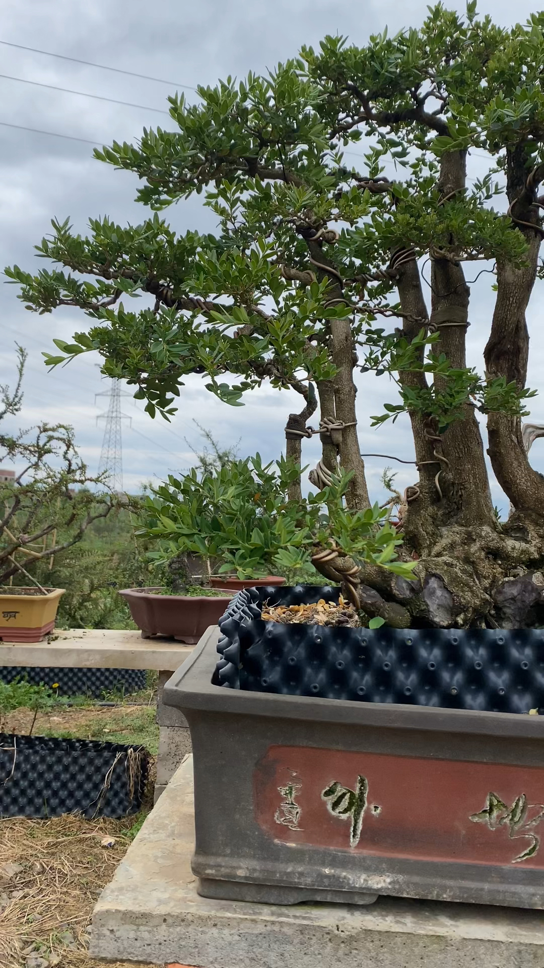 黄杨一本丛林桩