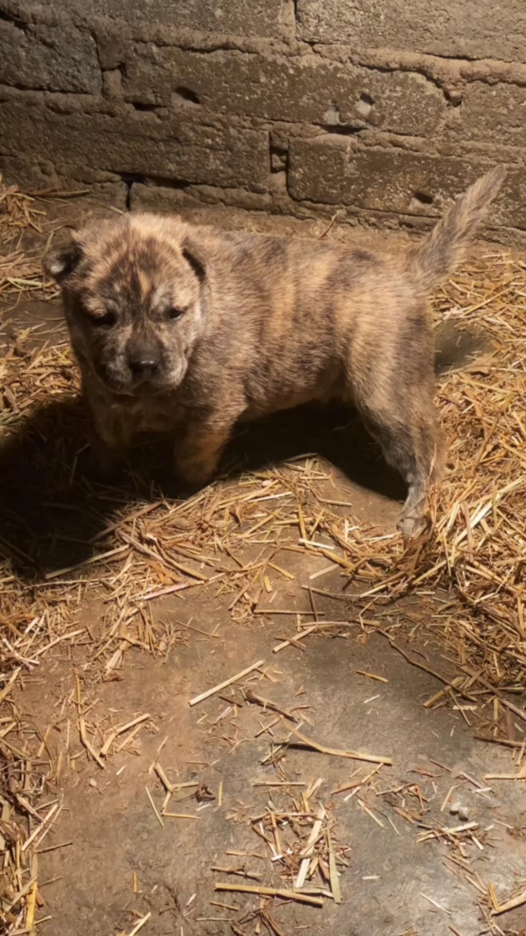 广西土猎犬#土猎宝宝22天,已经开始添加辅食了.