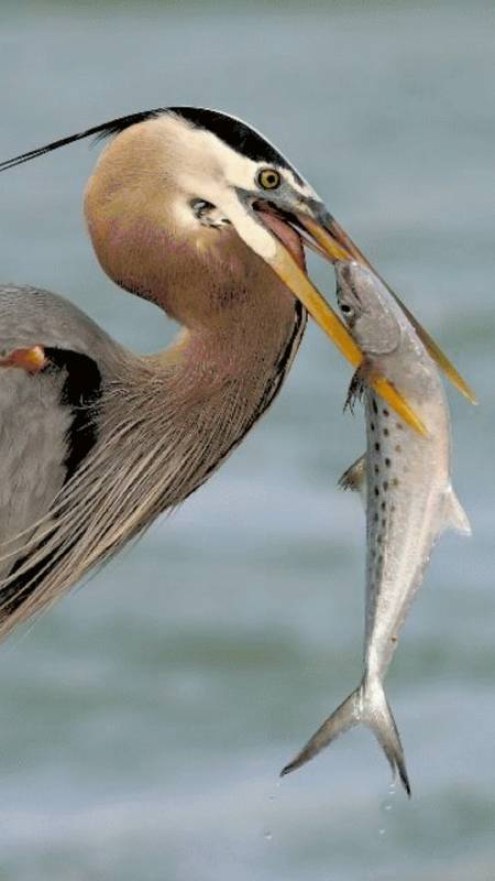 哪位游客知道这是什么吃鱼鸟吗?