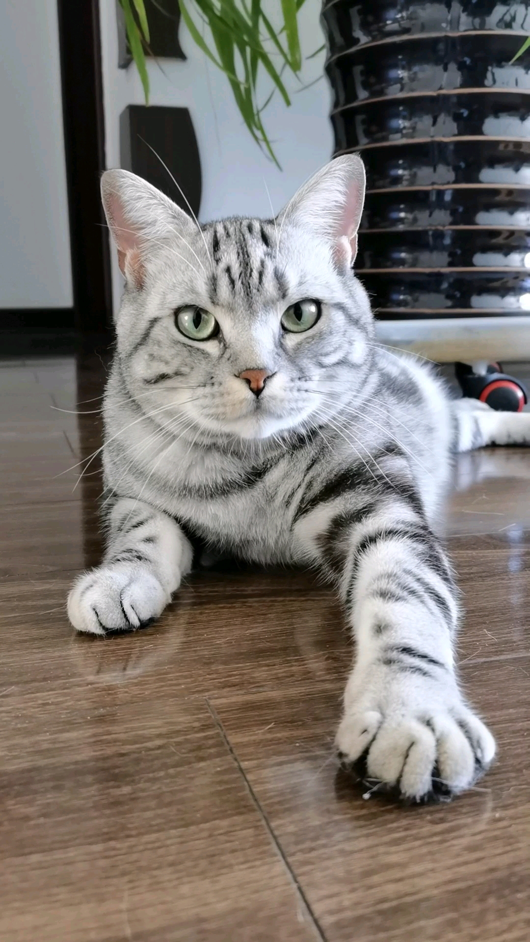 家有猫咪#2021还有一个小时就要结束了,皮皮的日常点点滴滴都是温暖