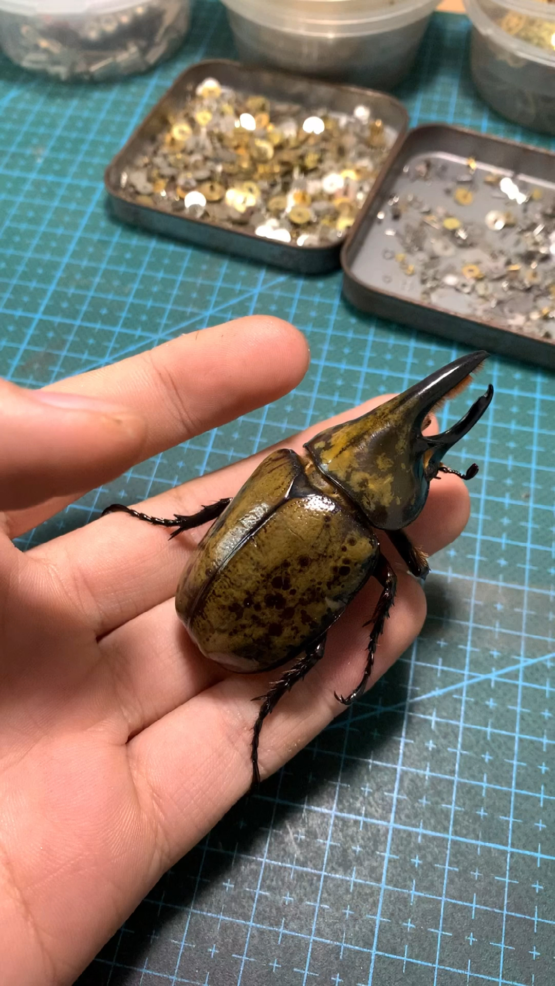 甲虫#老家在墨西哥的墨西哥白兜-全民小视频