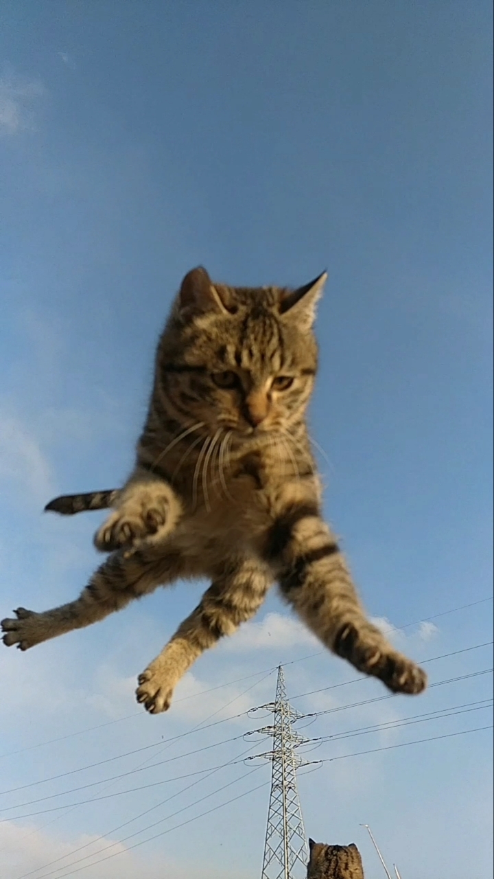 田园功夫猫#空中飞猫表演