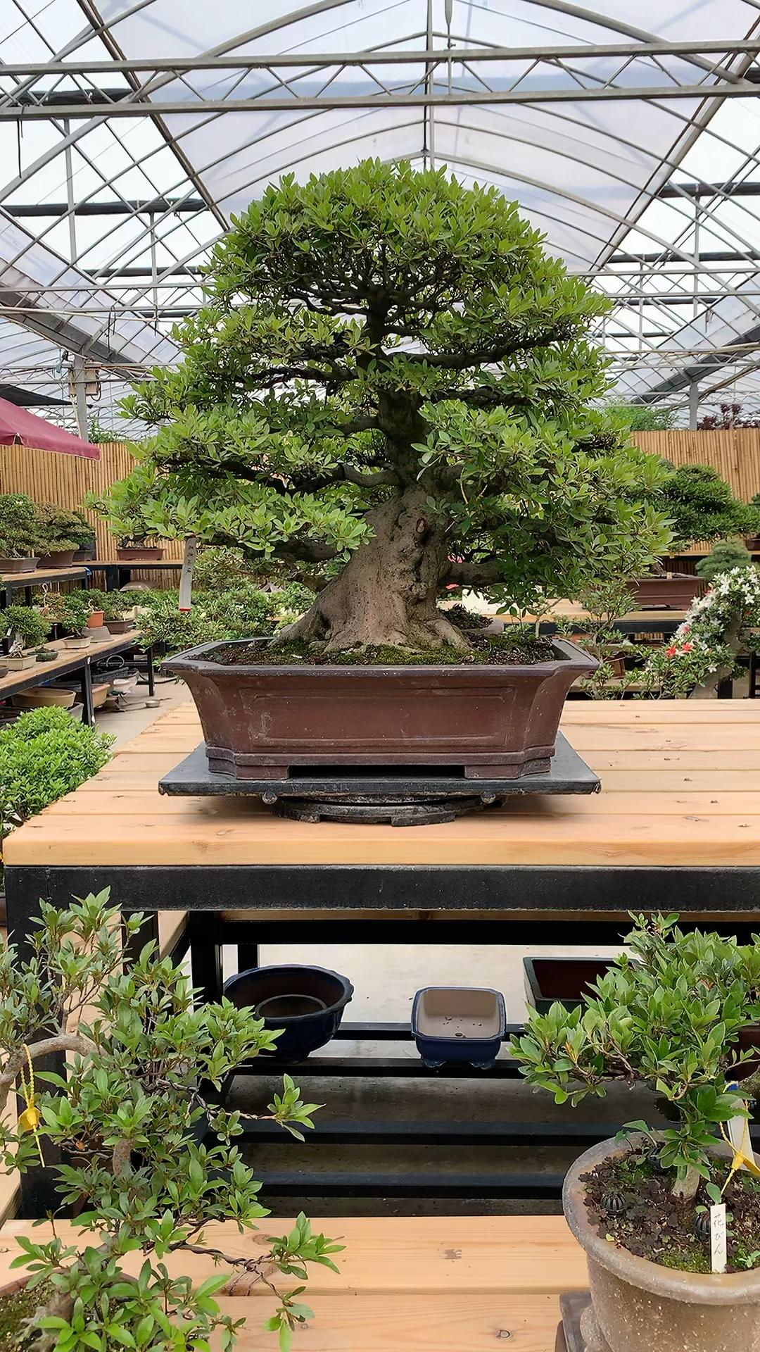 若惠比须杜鹃满树花苞