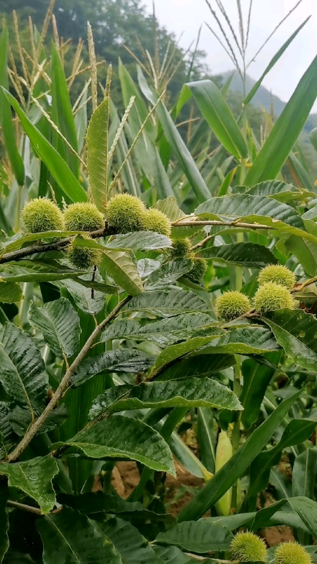 记录我的农村生活#山里的野板栗,长势喜人