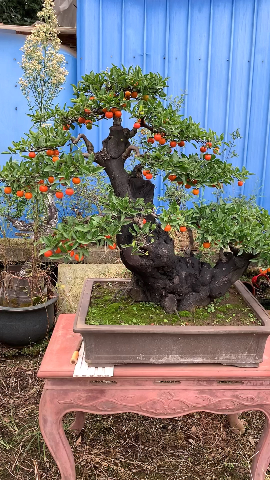 超级血红果金弹子盆景