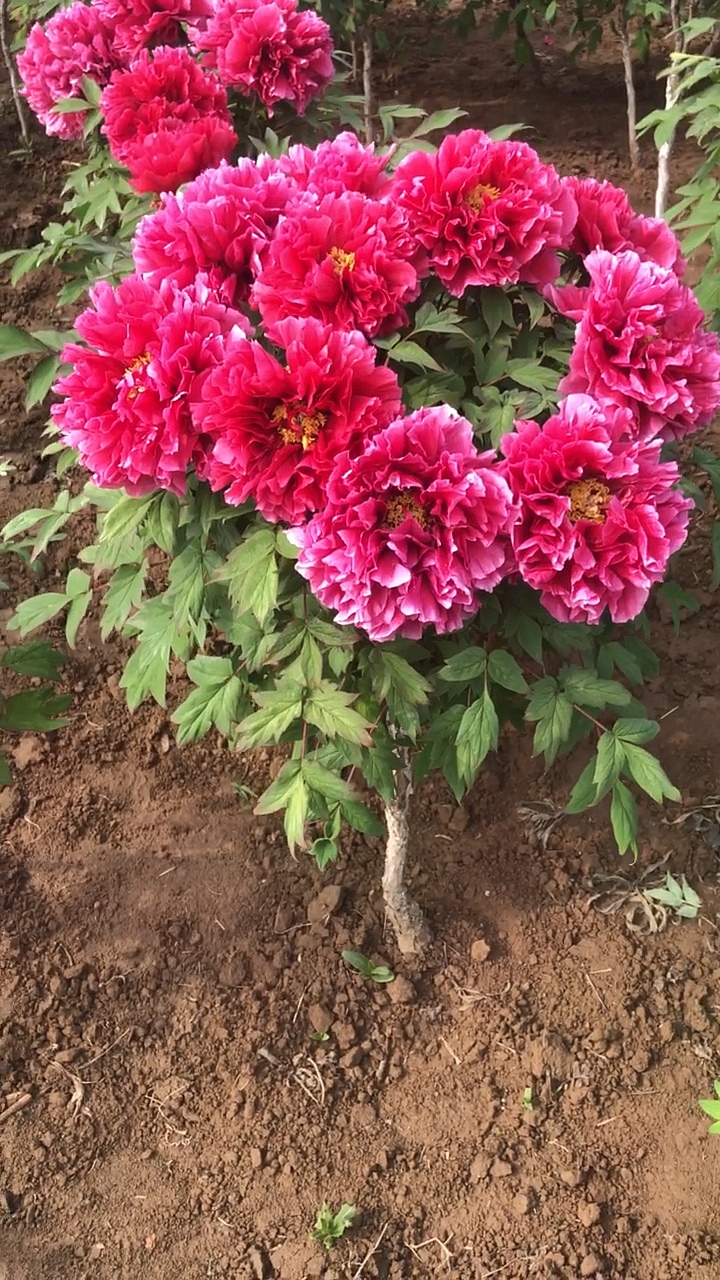 牡丹#独杆牡丹花王您喜欢吗