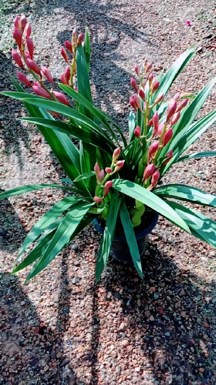 大花蕙兰烛光带花苞,喜欢的联系!