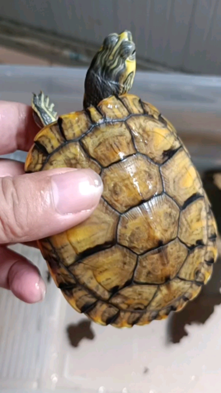 记录生活#换壳后的黄耳龟大变样