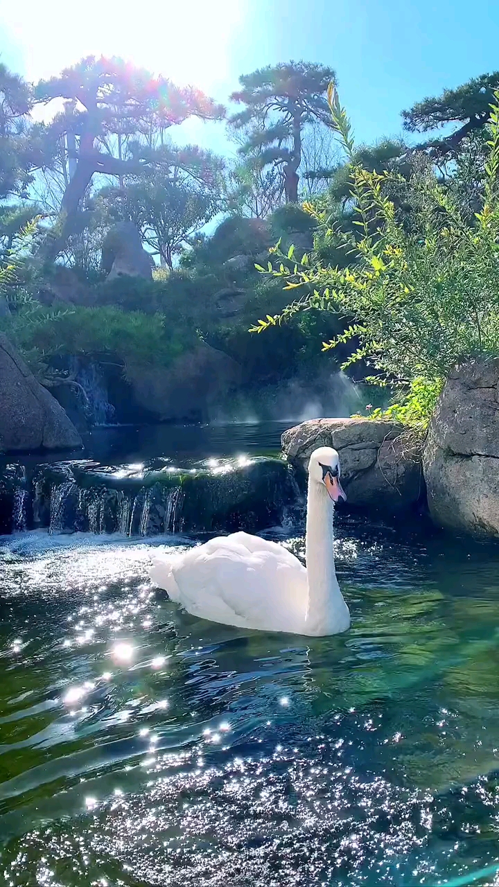 唯美意境泉水潺潺笛悠悠薄霧晨曦天鵝遊蒼松翠綠波光閃仙境畫卷賞不夠