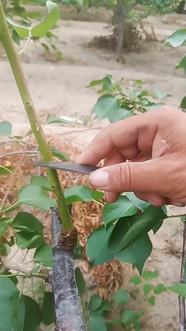 杏树夏季采用芽接嫁接技术,操作简单方便