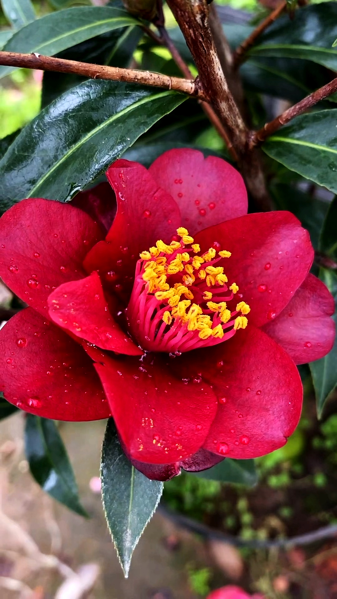 黑骑士茶花开品鉴赏