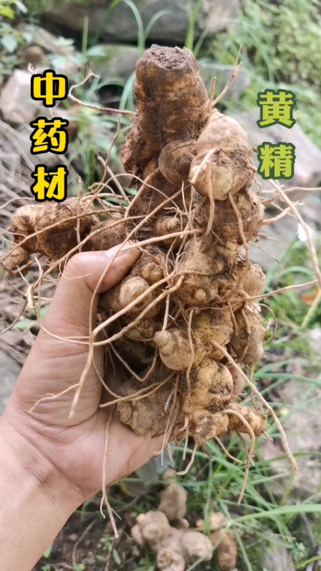 黄精#秦岭大山里,野生中药材黄精,靓货刚刚挖回来的