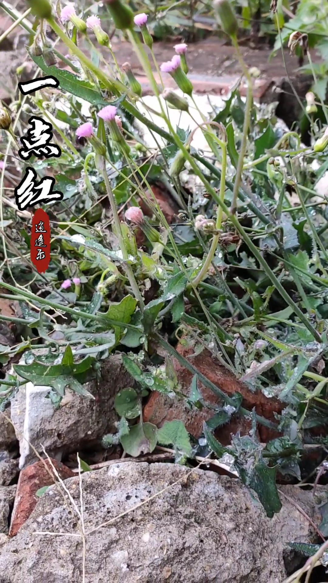 認識中草藥#百草中藥之一點紅,全株入藥-度小視