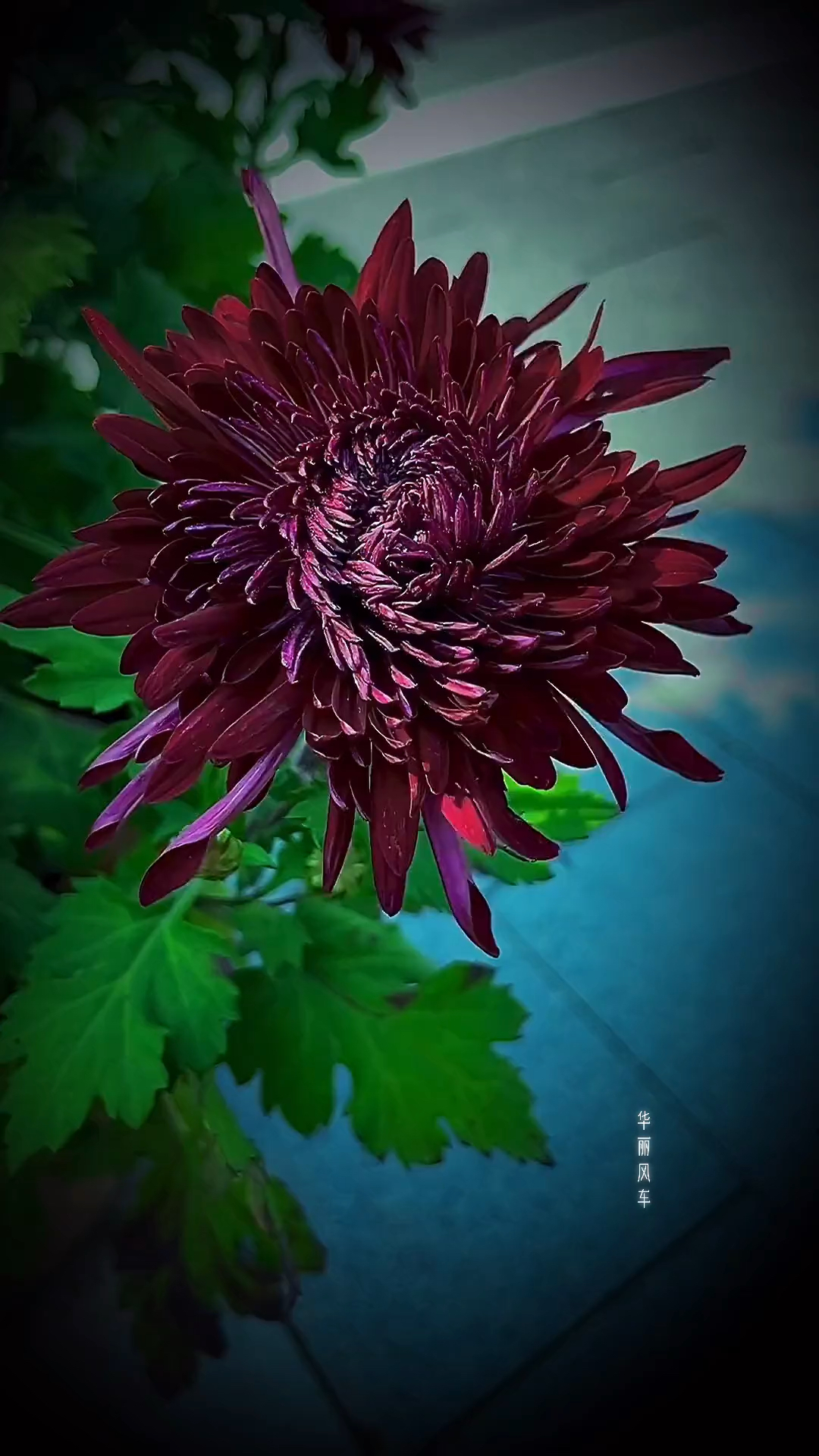 墨菊,菊中珍品,初花期为荷花型,盛花期为反卷型,花瓣质薄,颜色黑里透