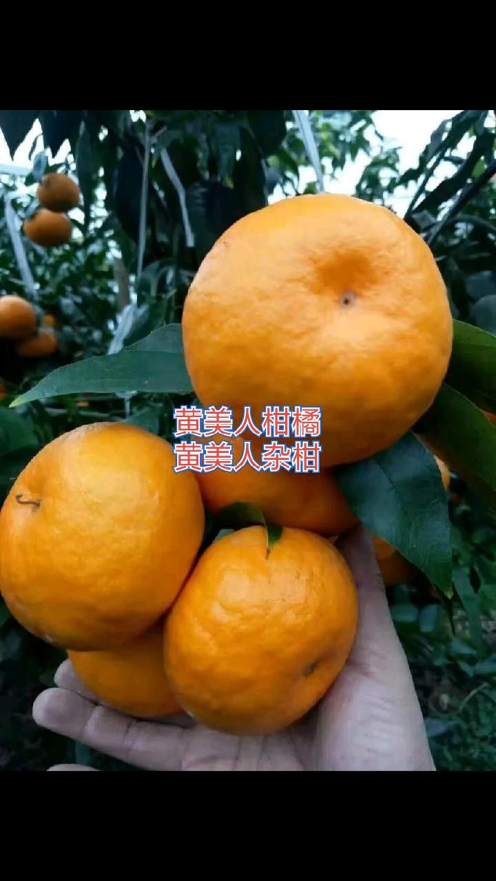 江西任氏果业:桔中新品种黄美人柑桔受宠为何种植火爆#黄美人杂柑#黄