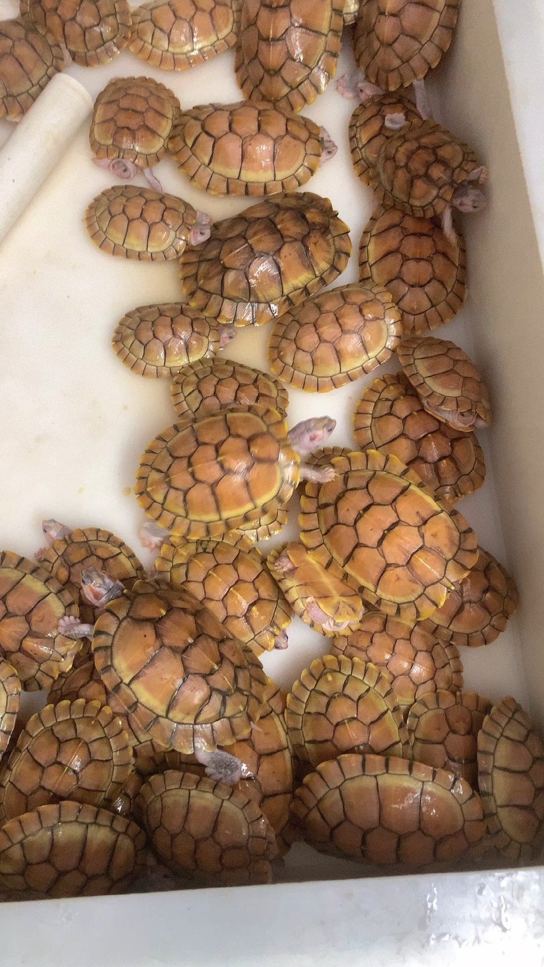 破壳计划#果冻巴西龟!今天给大家分享一下!