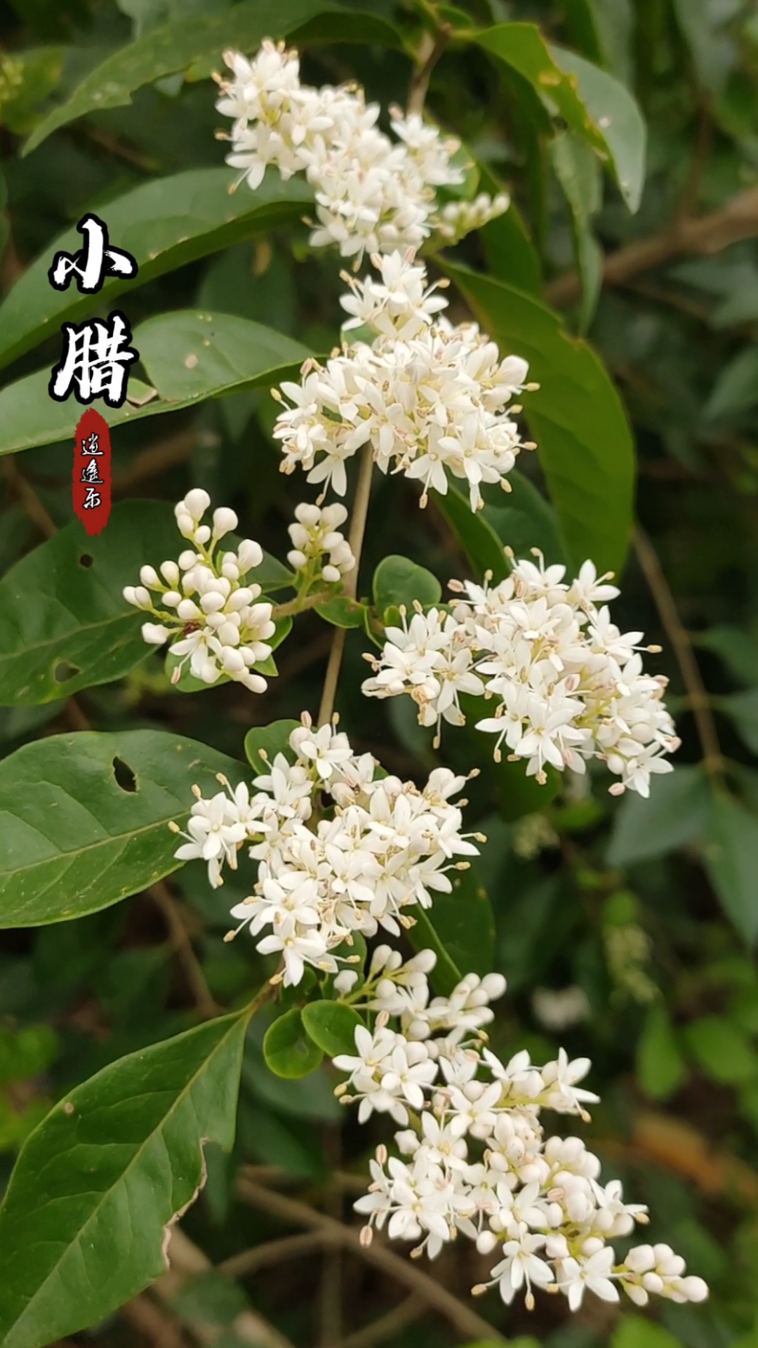 认识中草药#百草中药之小腊,木犀科女贞属落叶或小乔木植物,同类敝种