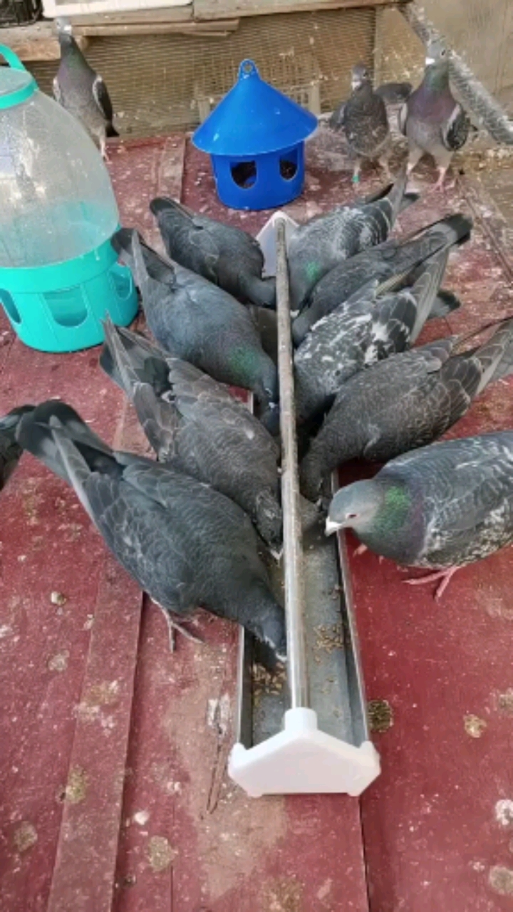 李鸟吴淞信鸽