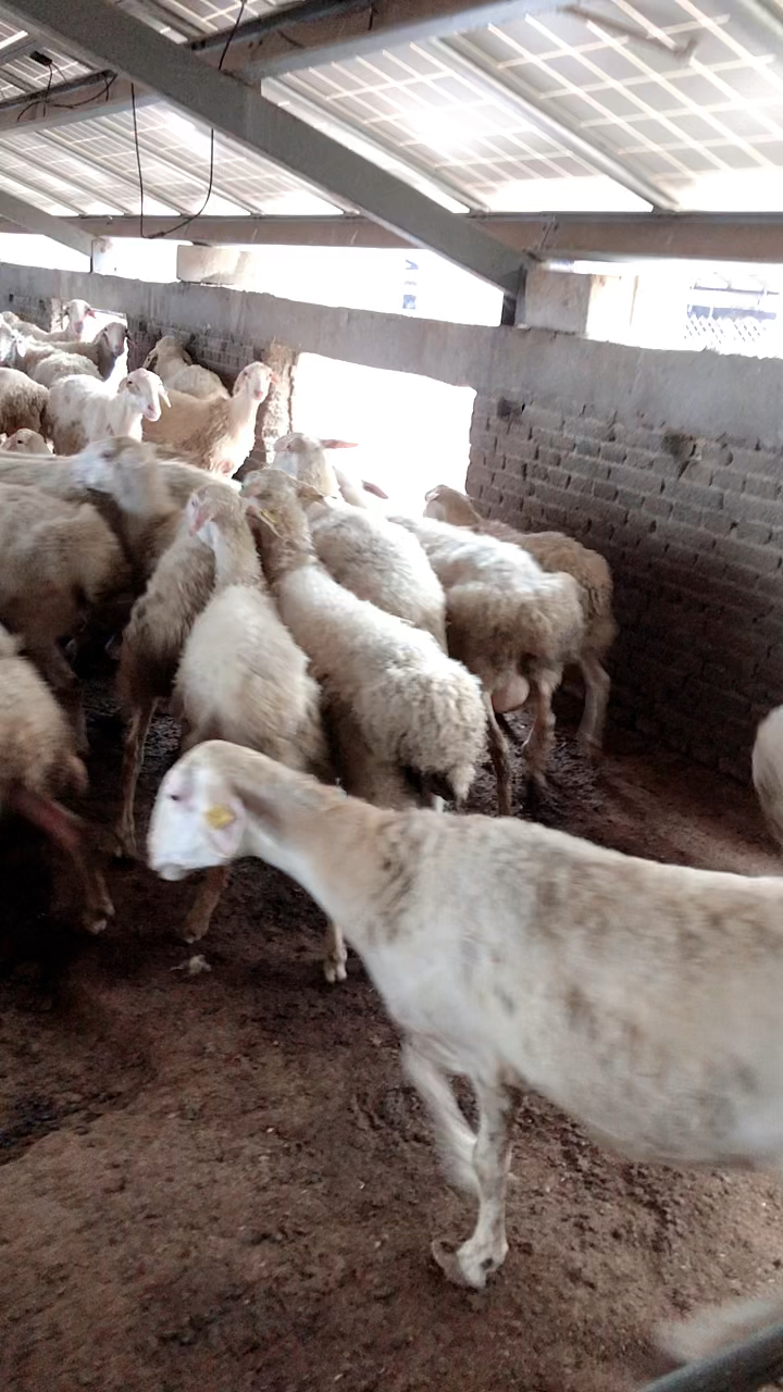 二胎和三胎的湖羊大母羊,性价比超高,适合新手养殖