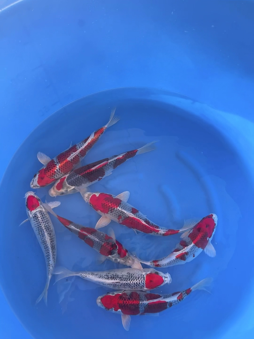 锦鲤#金子红孔雀锦鲤