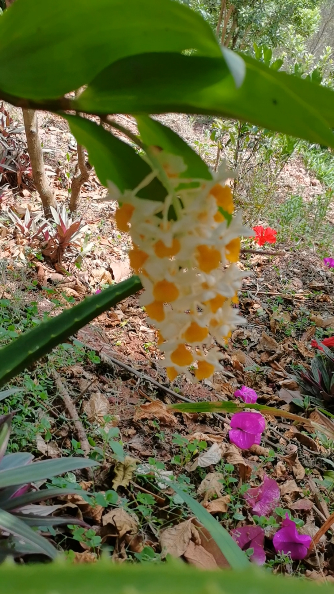 石斛记#养在扶桑树上的球花石斛,开一串花了,还有一串花苞