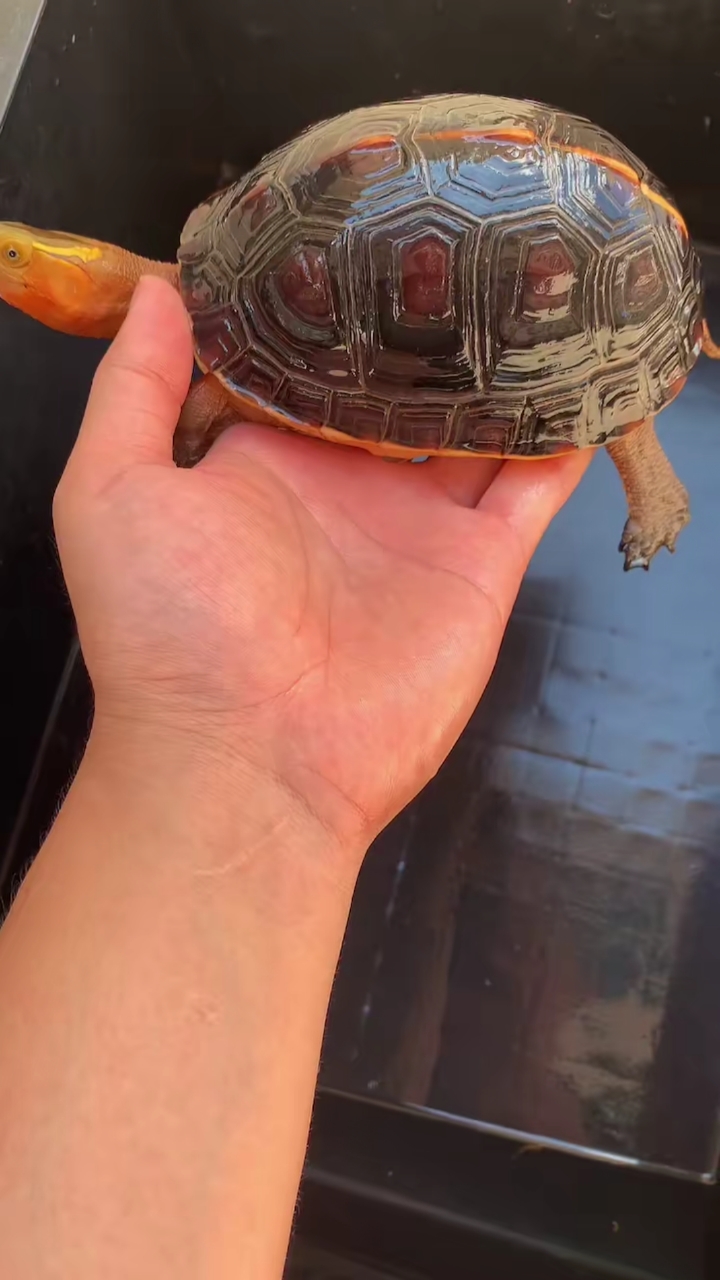 皖南安缘黄缘闭壳龟#试蛋母,血红高背,身材一级靓