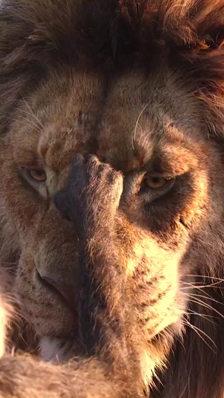 #动物世界#狮吹就看多狮子王才一直觉得狮子打得过老虎